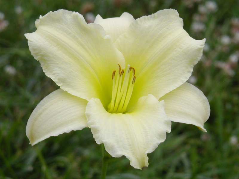 www.oakesdaylilies.com