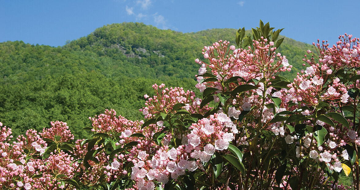 native-mountain-laurel.jpg