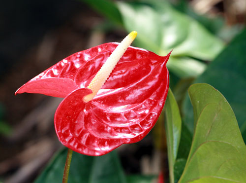 anthurium-flower-11.jpg