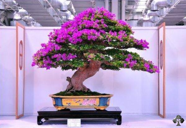 03-Bougainvillea-ekobonsai.jpg