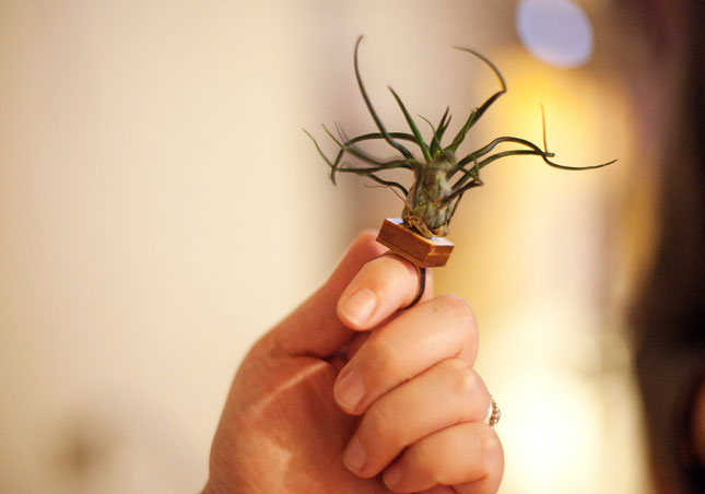 21284_ITPSpring11-livingrings-02.jpg