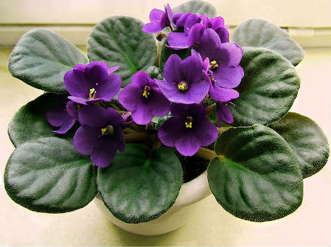 home-african-violet.jpg