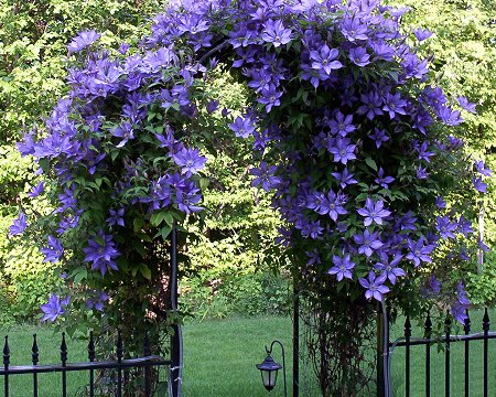 climbing_plant_arbor.jpg