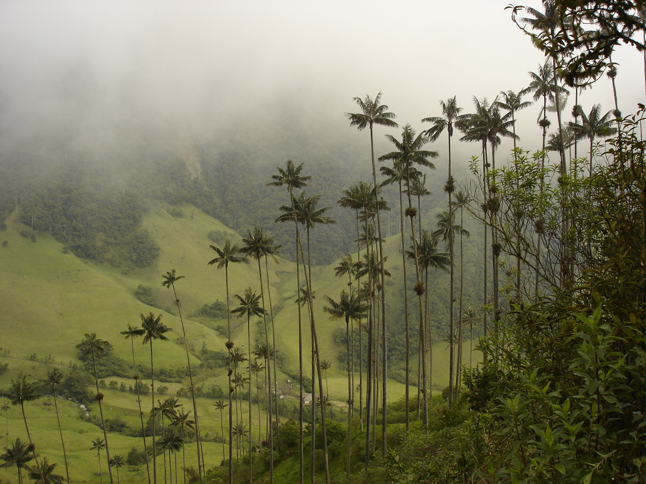 Ceroxylon_quindiuense_cocora.jpg