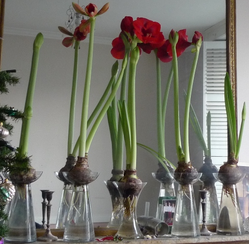 amaryllis_vases4_th.JPG