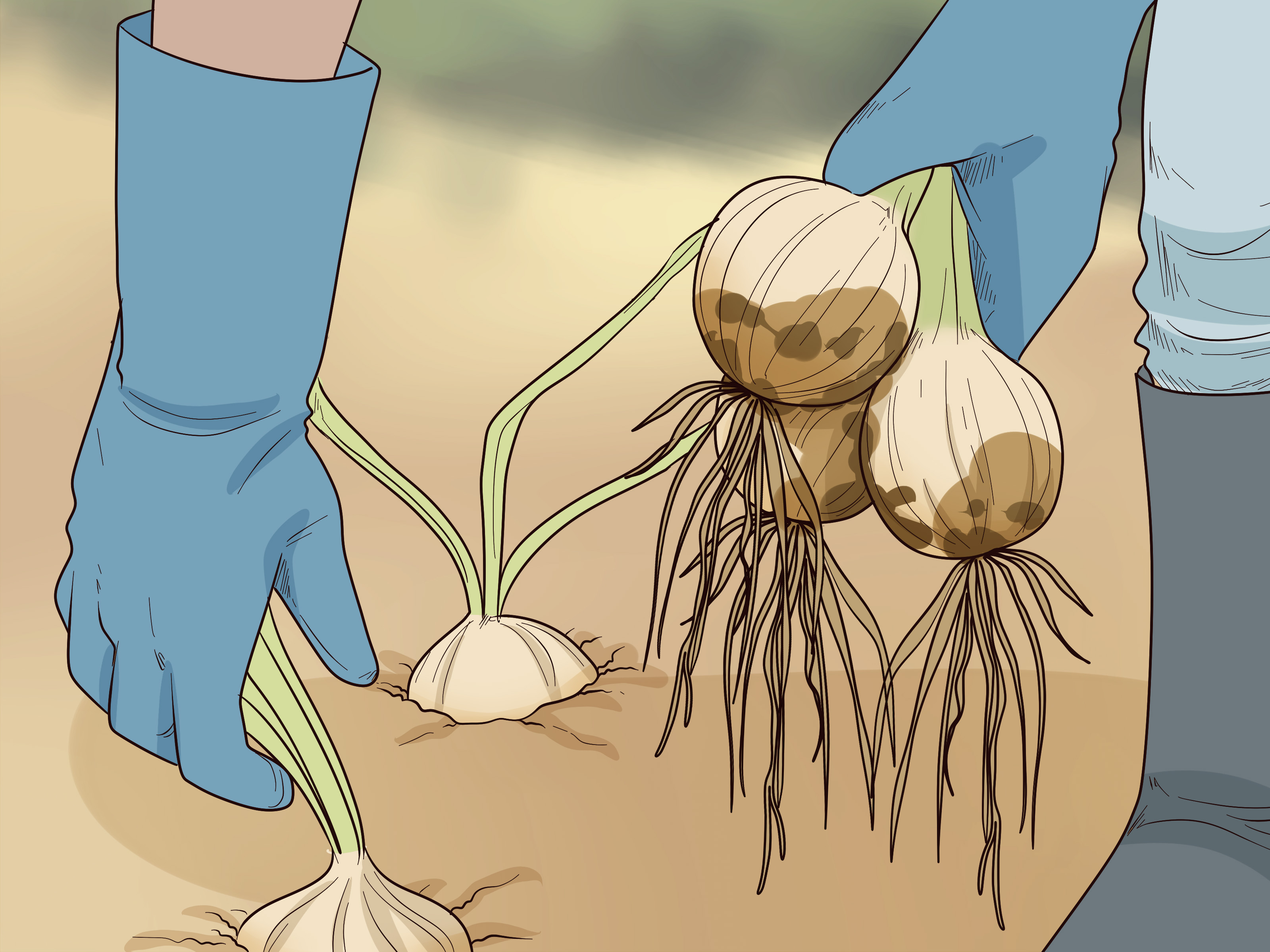 www.wikihow.com