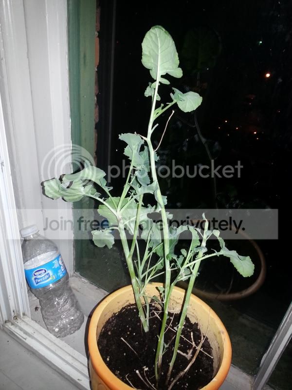 2014-08-01215732_zpsb1be3315.jpg