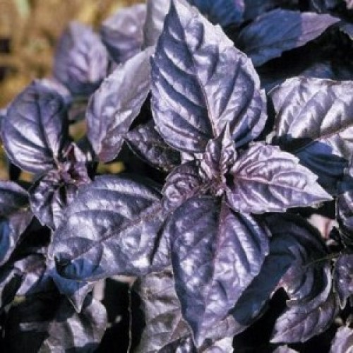 dark-opal-basil-500x500.jpg