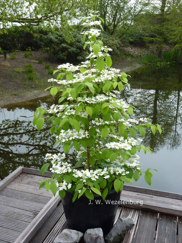 794de0b8c56065c9f01d092a44353682--moon-garden-garden-plants.jpg