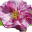 www.historicroses.org