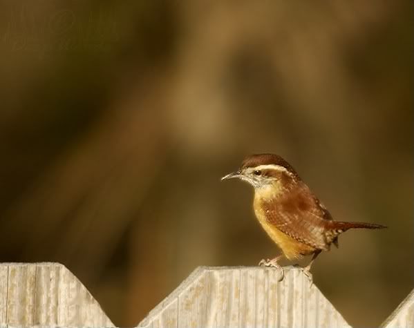 Wren01.jpg