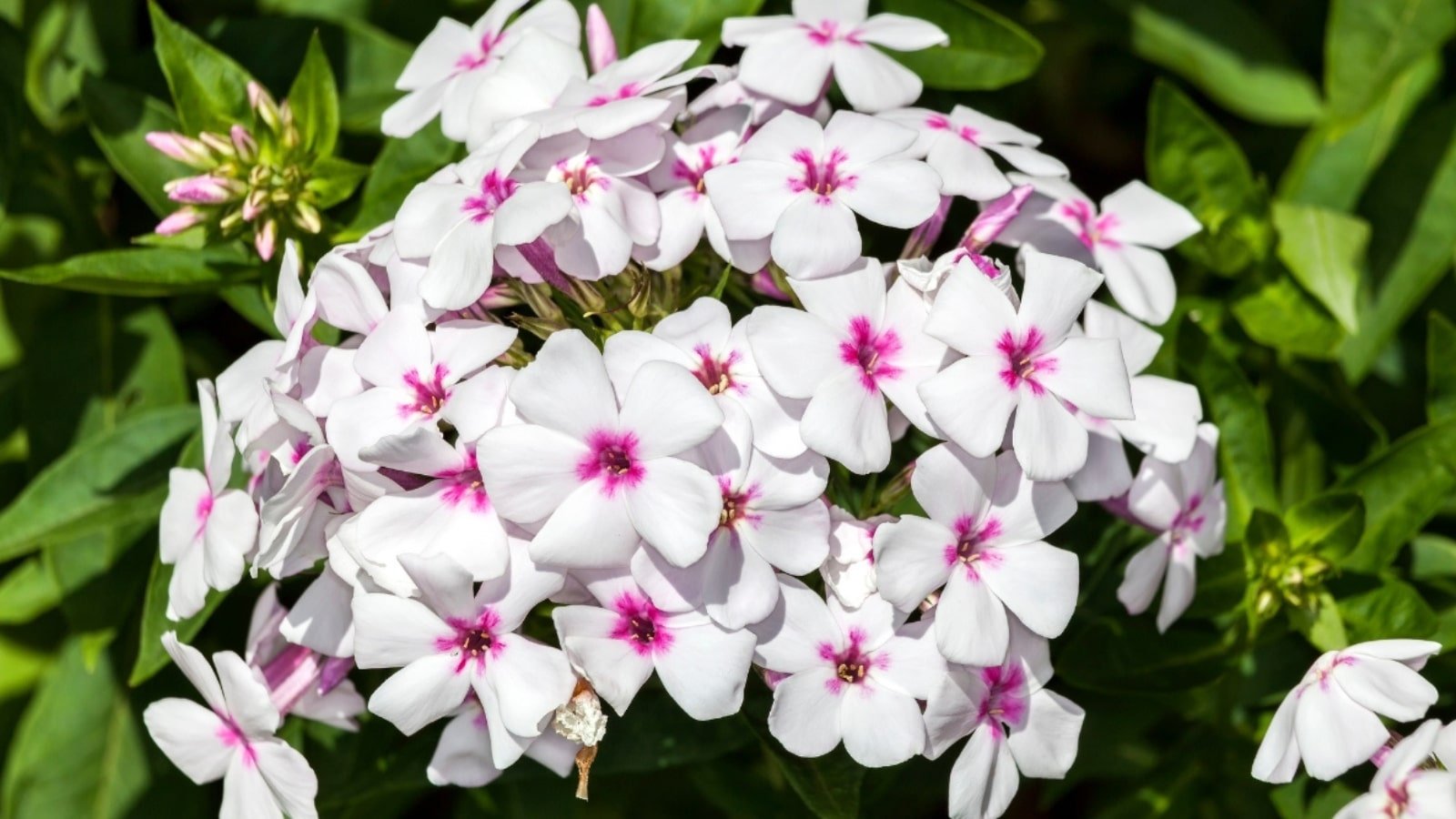 www.epicgardening.com