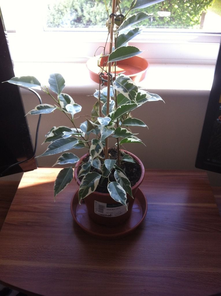 House%20Plant%20Ficus.jpeg