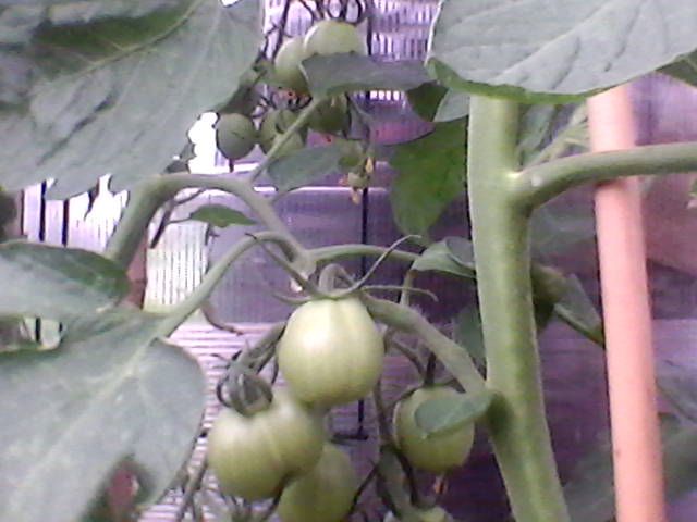 allotment%20june%202018%20009.jpg