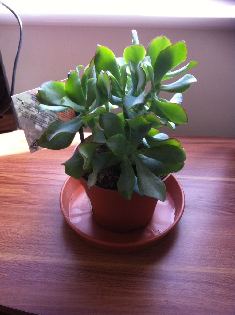 House%20Plant%20Crassula.jpeg