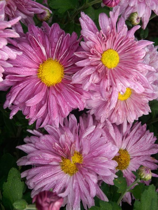 www.bluestoneperennials.com