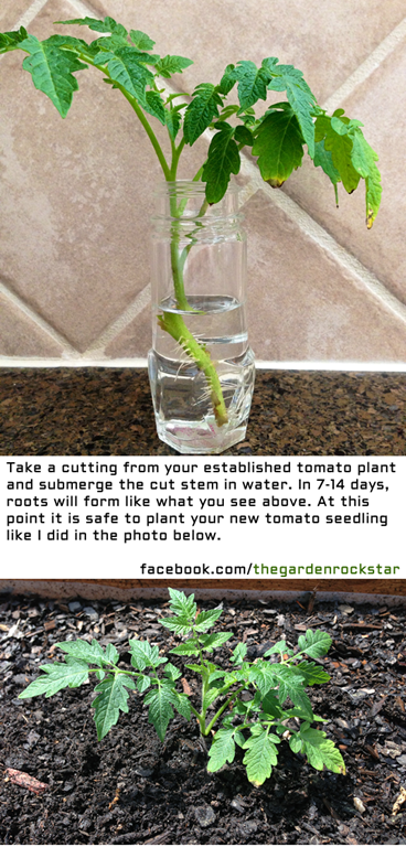 regrow_tomato29.png