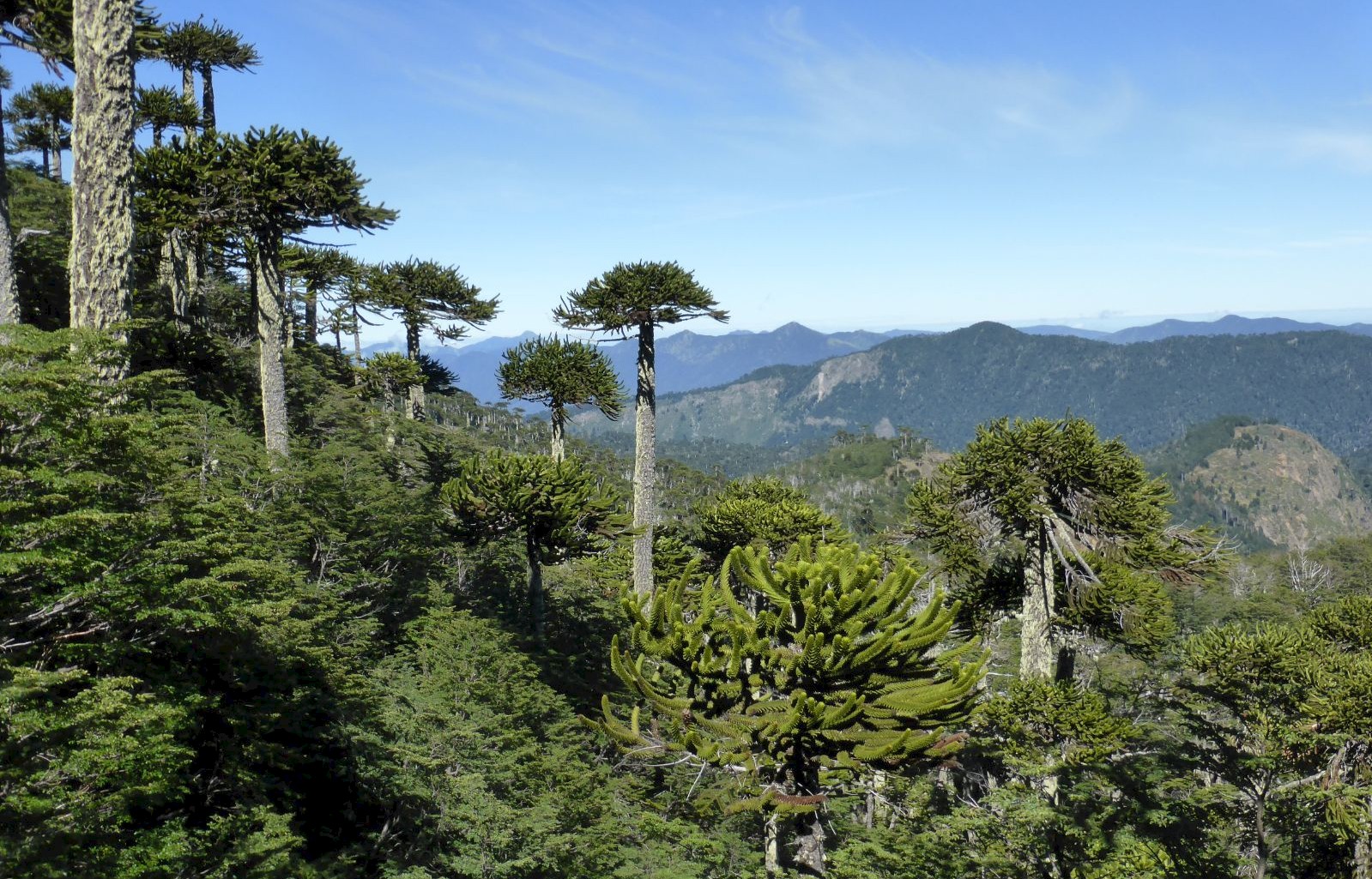 araucaria-araucana-1.jpg