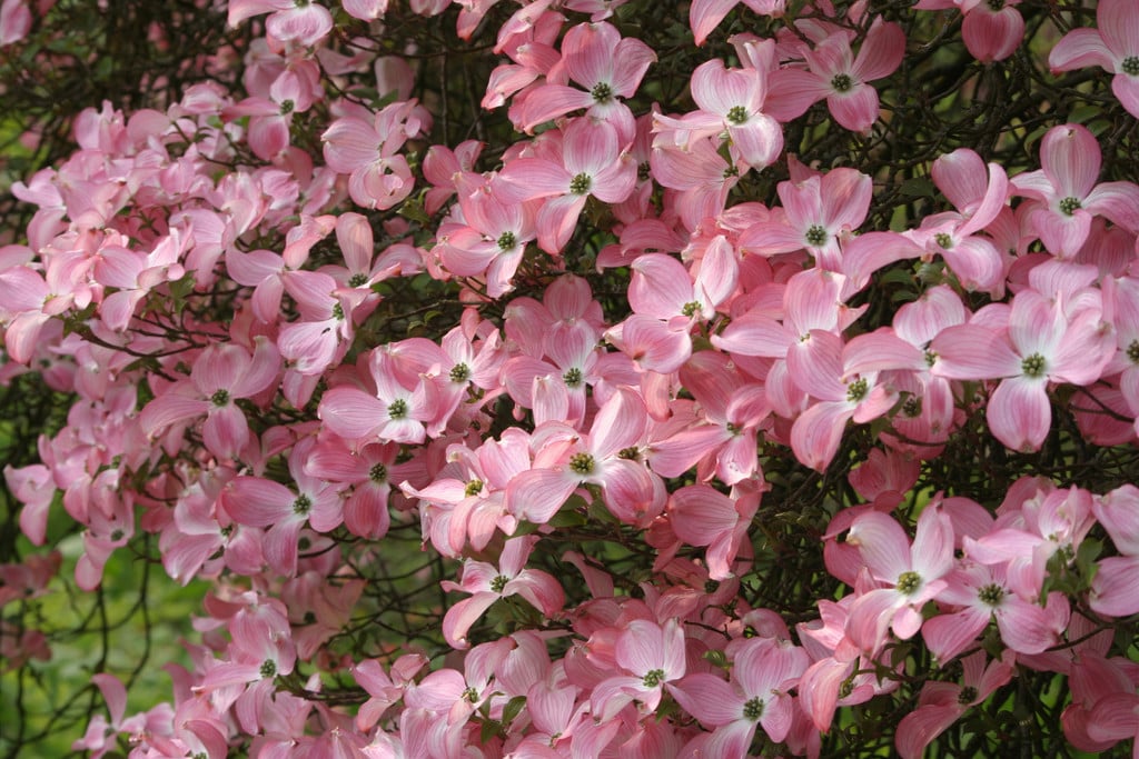 RHS_WSYD0013701_8792.JPG