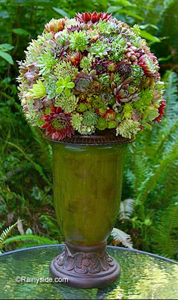 Succulent-Plant-Balls.jpg