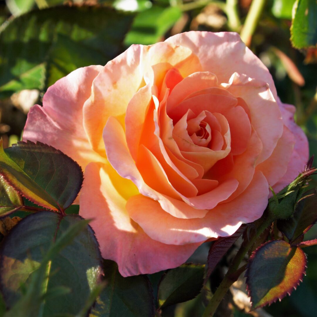 www.fraservalleyrosefarm.com