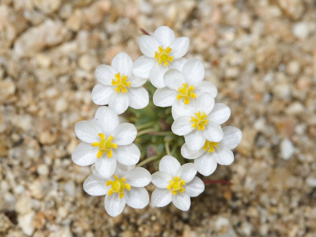 Pygmy_Poppy%2C_Canbya_candida.jpg