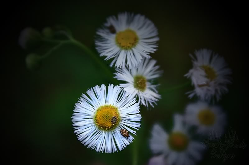 IMG_4679_1Daisy.jpg