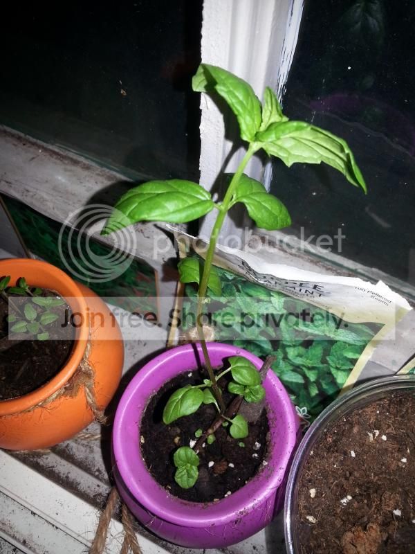 2014-08-01215639_zps7afaac24.jpg