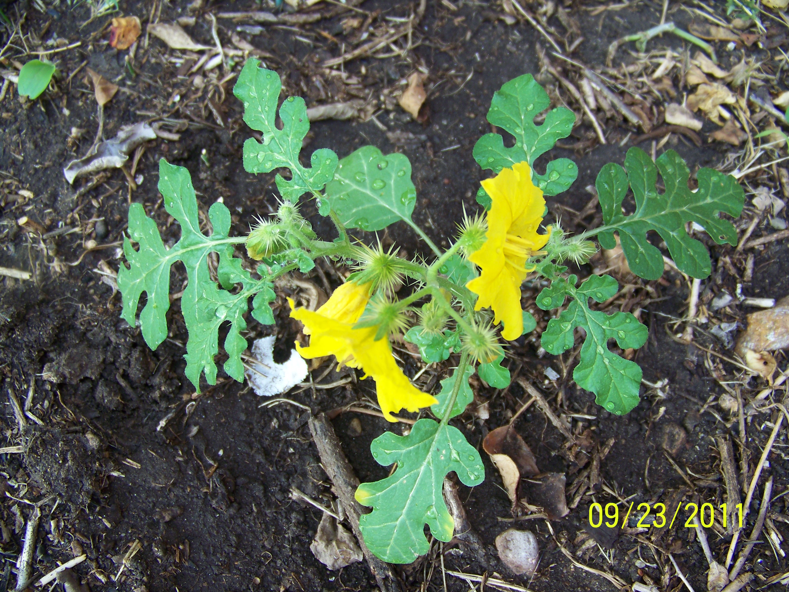 Solanum-rostratum.jpg