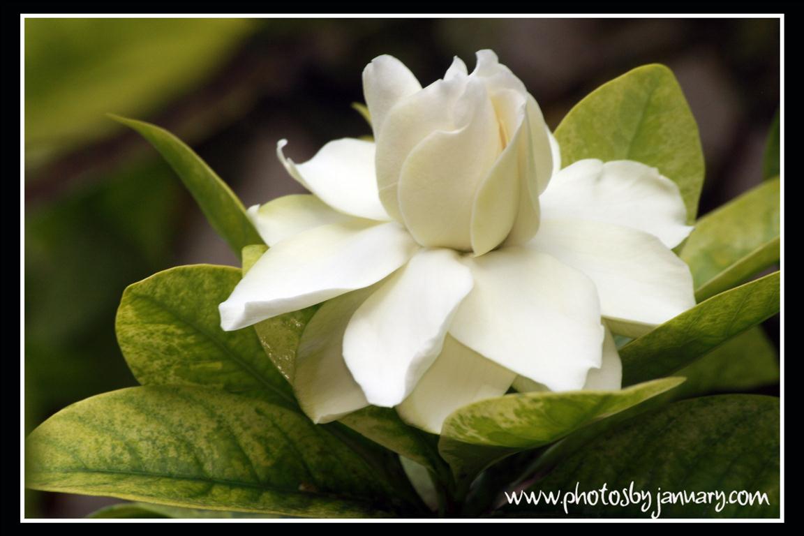 Rosal+(Medium).jpg