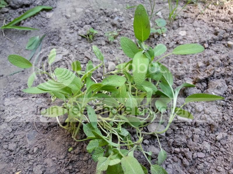 2014-07-24170158_zps7d8f9162.jpg