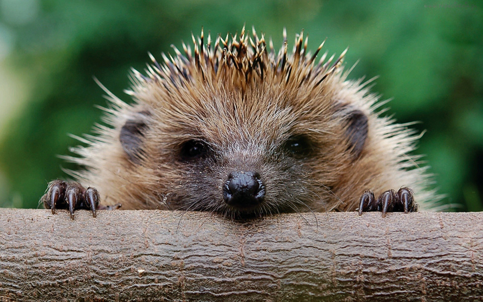 hedgehog.jpg