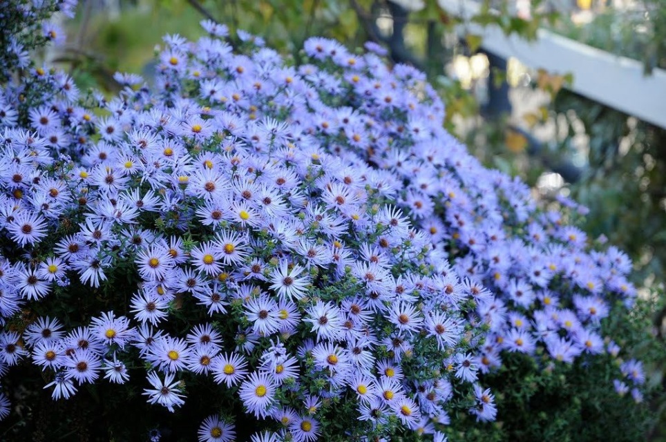 www.plantmorenatives.com