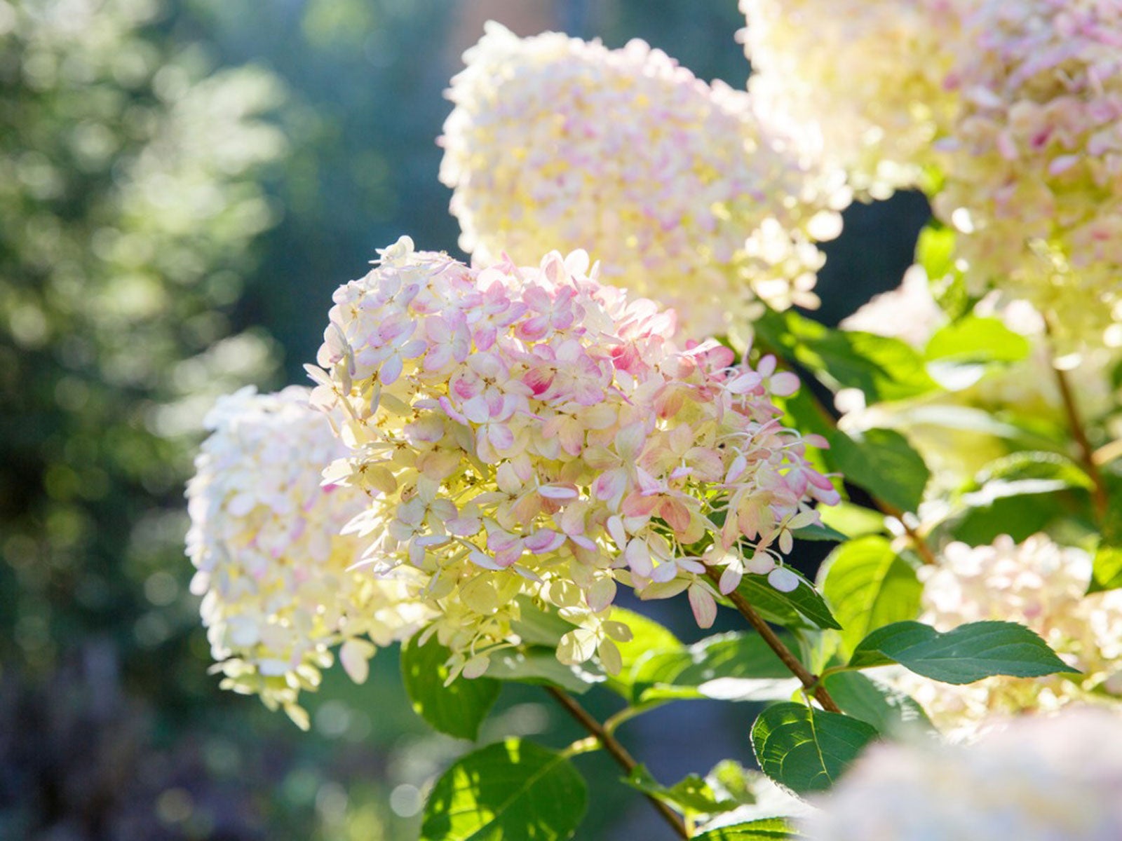 www.gardeningknowhow.com