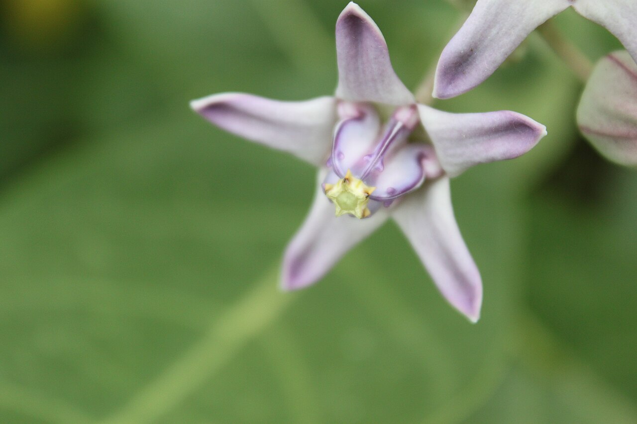 1280px-CrownFlower.jpg