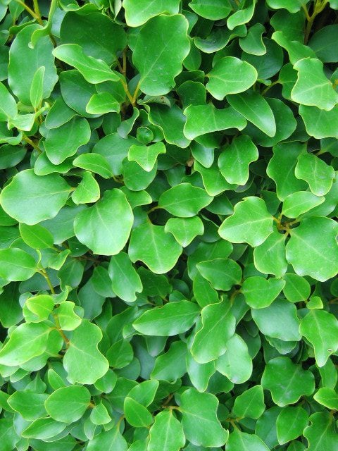 evergreenhedging.com