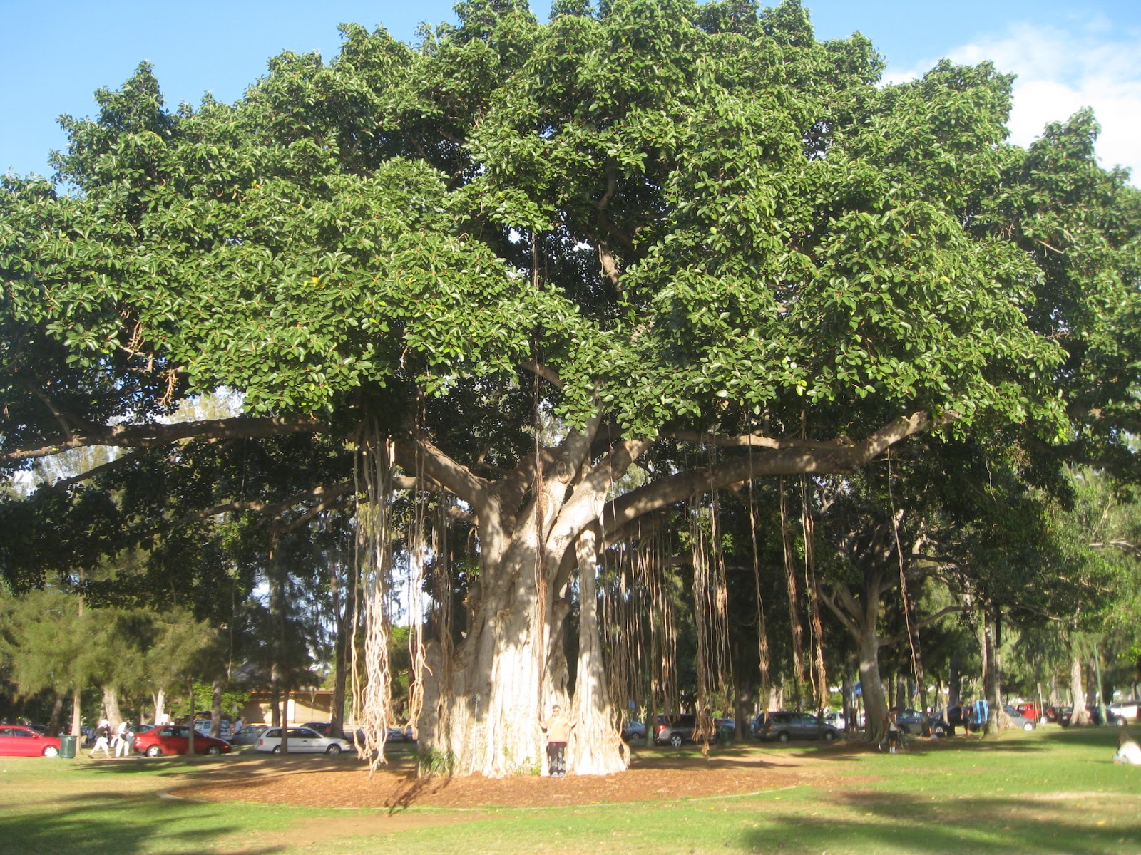 Banyan.JPG