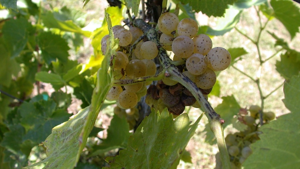 americanvineyardmagazine.com