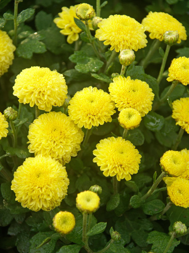 www.bluestoneperennials.com