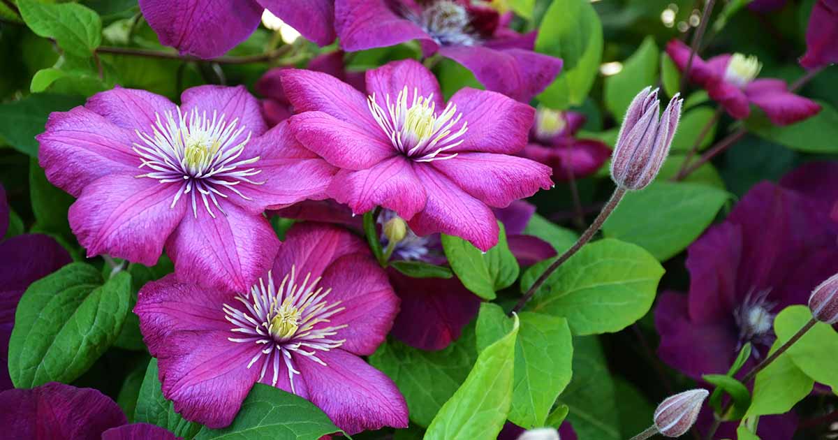 www.gardenerspath.com