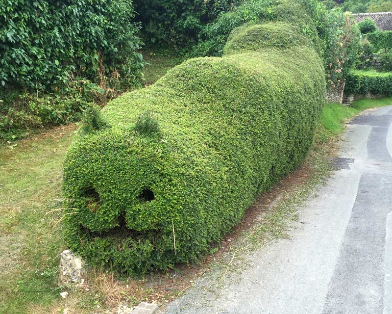 Lonicera-Nitida-Cat-Hedge.jpg