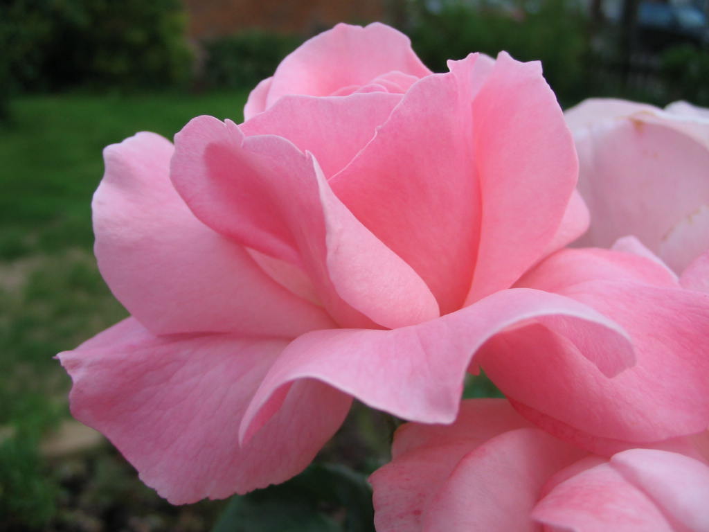 www.historicroses.org