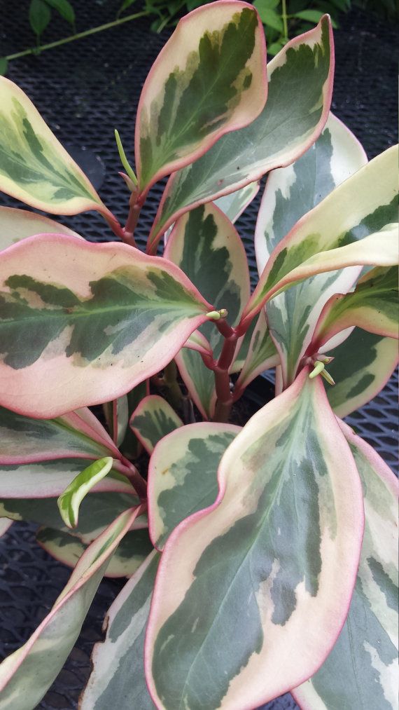 26d32cce38954fce19382b92f4158deb--peperomia-indoor-gardening.jpg