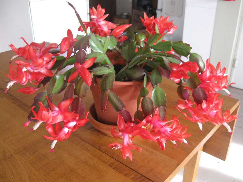 thanksgiving-cactus.jpg