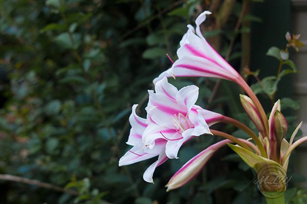 IMG_8085_CrinumLily_zps1awnemxy.jpg