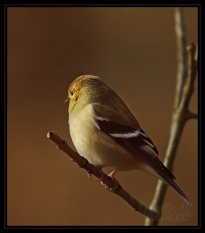 Goldfinch1JPG.jpg