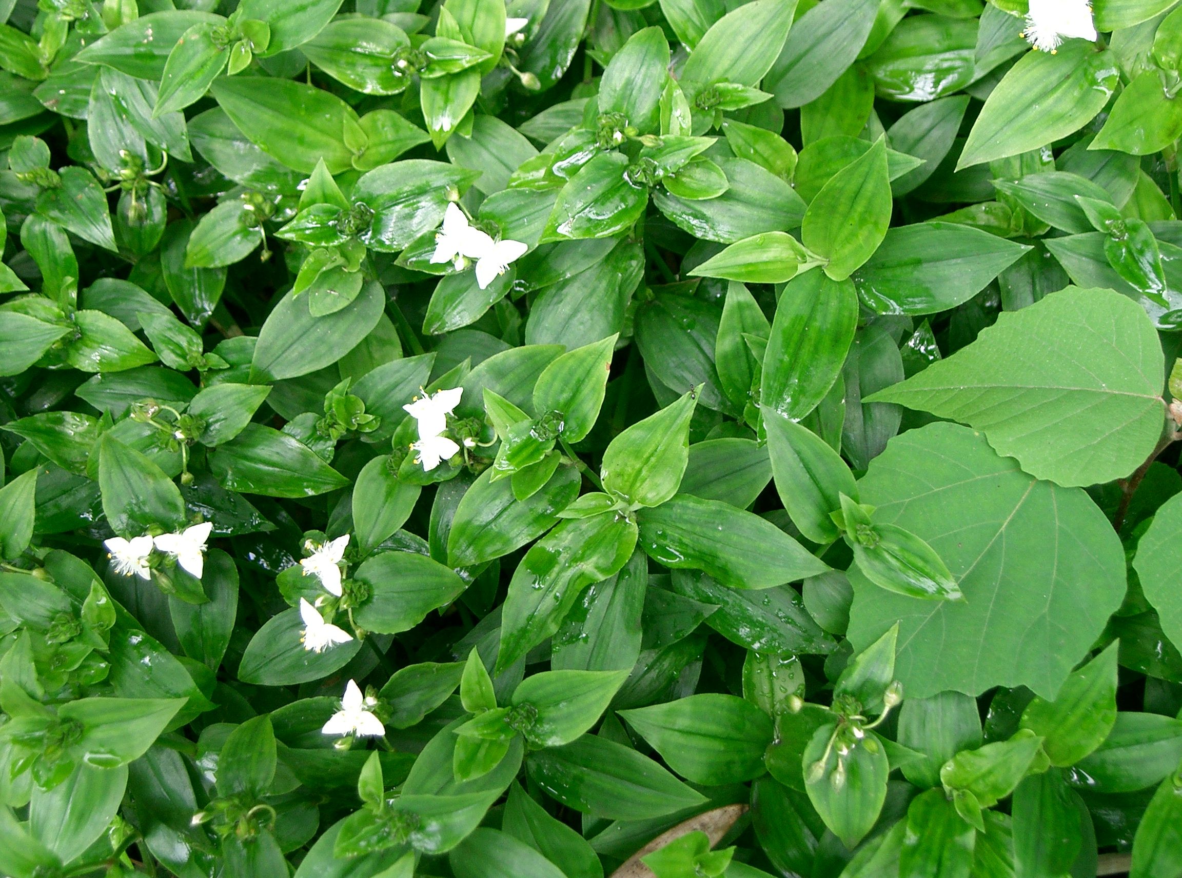 Tradescantia_fluminensis1.jpg