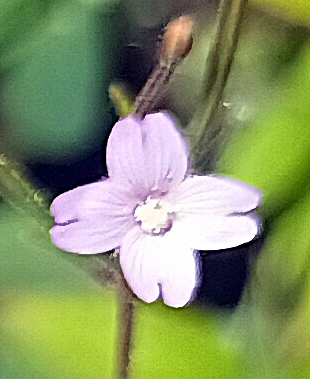 ibb.co