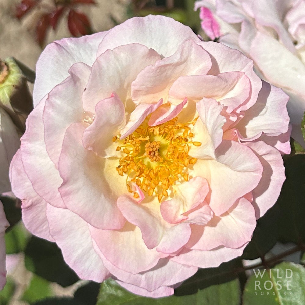 www.wildrosenursery.com.au