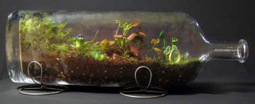 bottle-terrarium.jpg